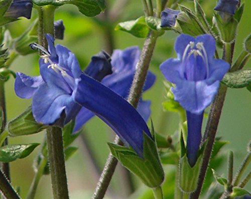 Lepechinia bella SALVIA â¤ PITCHER SAGE â¤ Hard-2-Find PERENNIAL SALVIA â¤ 8 Seeds